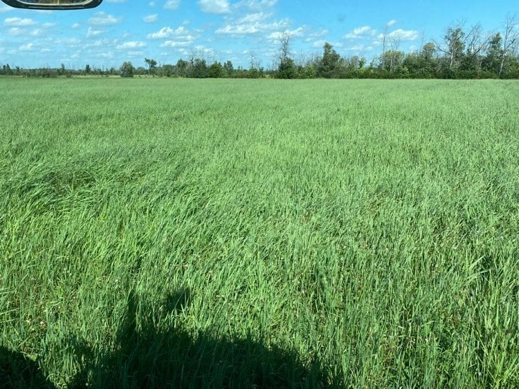 2nd Cut Timothy/Meadow (2024)